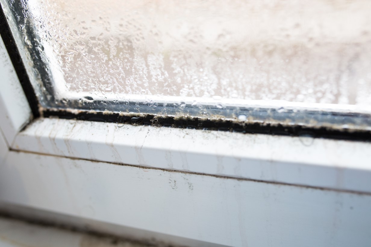 Mold on Window Frames: Removing and Preventing It