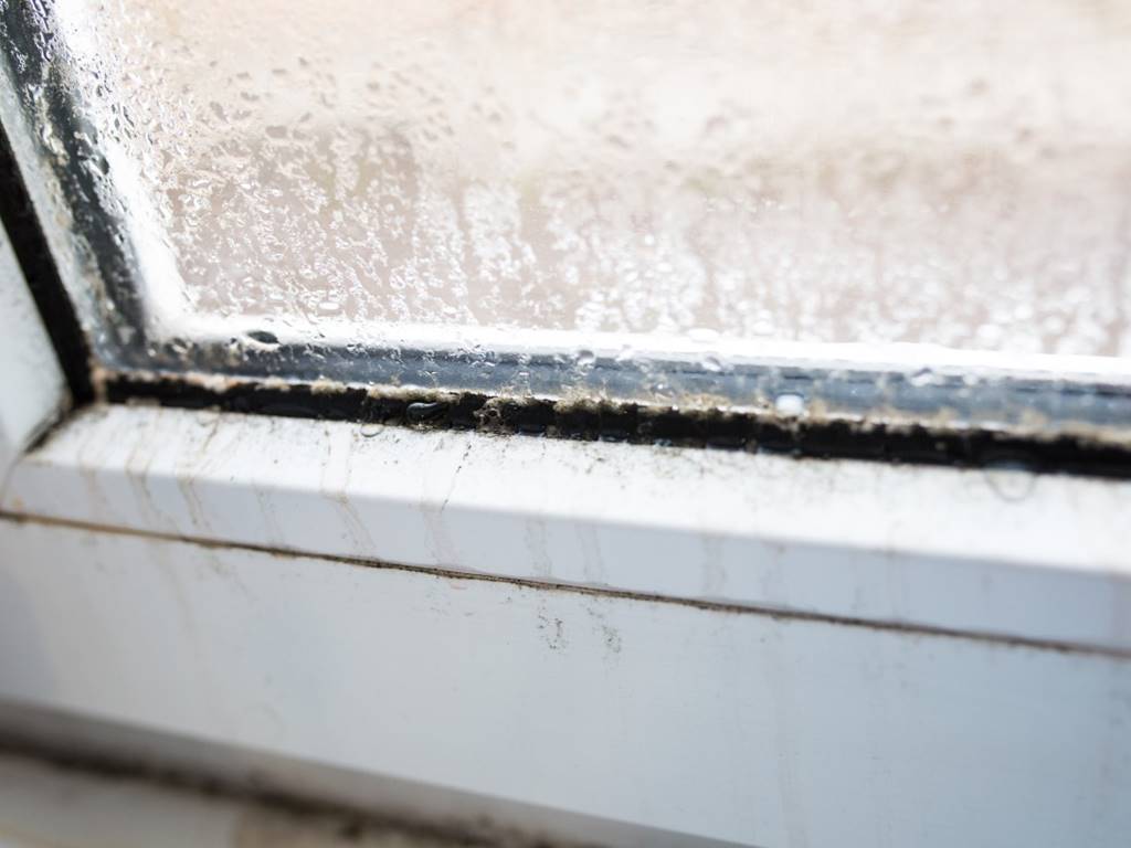 Comment éviter et prévenir la moisissure dans les cadres de fenêtres -  Organizen