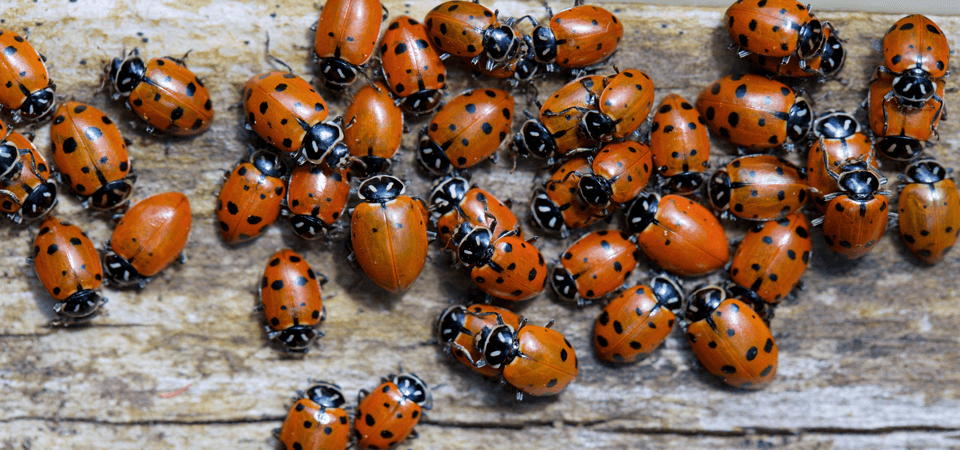 Les coccinelles : ces envahisseuses!