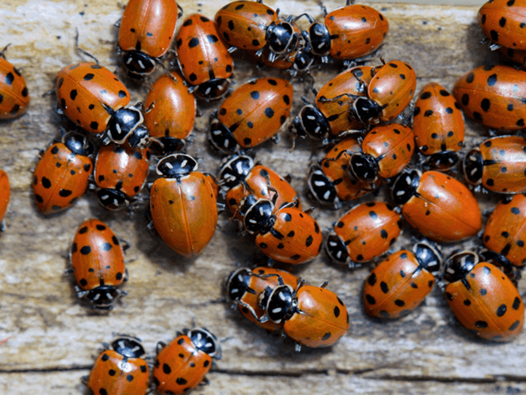 Comment Se Debarrasser Des Coccinelles Sur Nos Maisons Comment Se Debarrasser Des Coccinelles Sur Nos Maisons