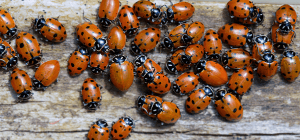 Les coccinelles : ces envahisseuses!